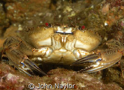 velvet swimming crab. by John Naylor 